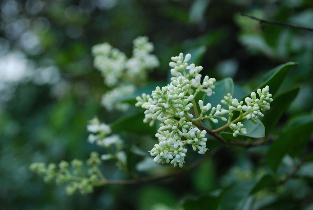 Ligustrum Ovalifolium